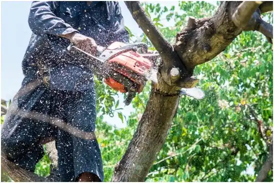 tree services Lafayette